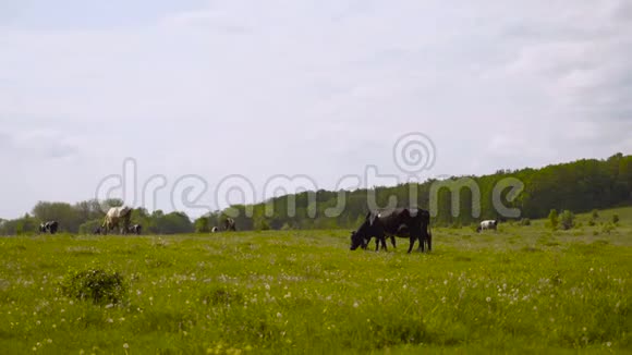 在草地上吃草的黑白牛4K视频的预览图