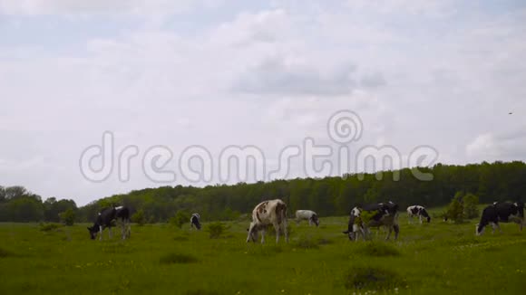 蓝蓝的天空下黑白两色的奶牛凝视着绿草如茵的荷兰春草地视频的预览图