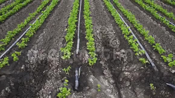 芹菜植物的农业领域芹菜植物排成一排有机园艺蔬菜视频的预览图
