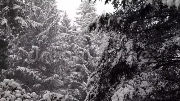 在华盛顿西部的树林里下着大雪视频的预览图