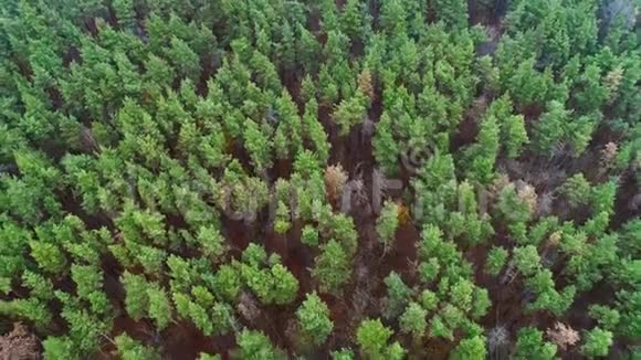 森林风景空中射击绿色树冠视频的预览图