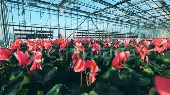 有很多花的工业温室一个大玻璃房有红白相间的甜蜜素生长在盆里视频的预览图
