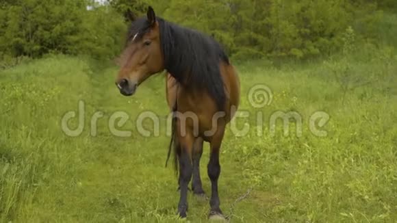 红马在春天的草地上驰骋蓝天视频的预览图