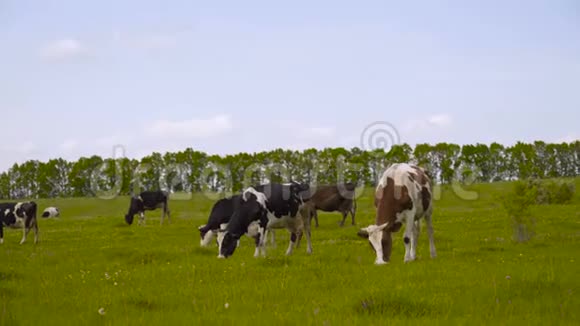 在荷兰的艾姆斯福特附近的蓝天下在绿草如茵的夏季草地上的黑白奶牛视频的预览图
