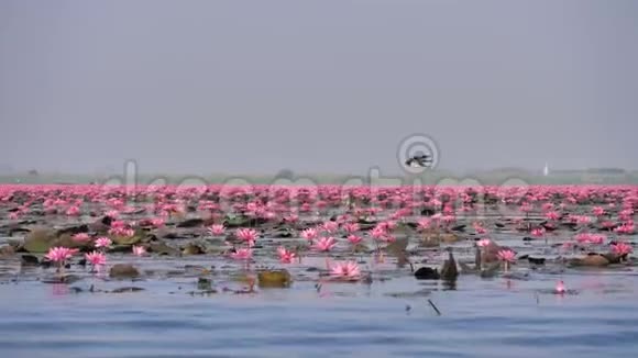大自然粉红的水大河里的百合花视频的预览图