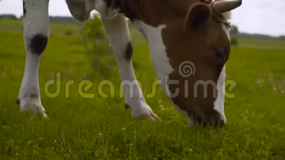 奶牛在绿色的草地上自然构成4K农田上的奶牛视频的预览图