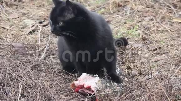 黑猫吃鱼视频的预览图