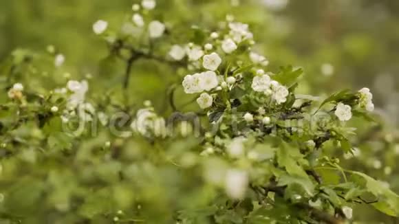 木葵在典型的轻林中第一次春花白林花露珠4K视频的预览图