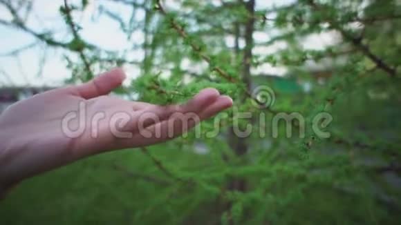 女人的手滑过新的小针落叶松视频的预览图