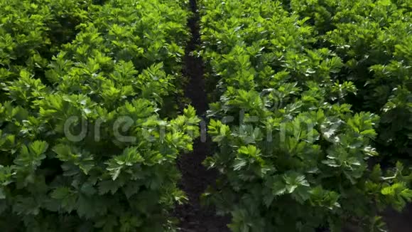 芹菜植物的农业领域有机园艺蔬菜视频的预览图