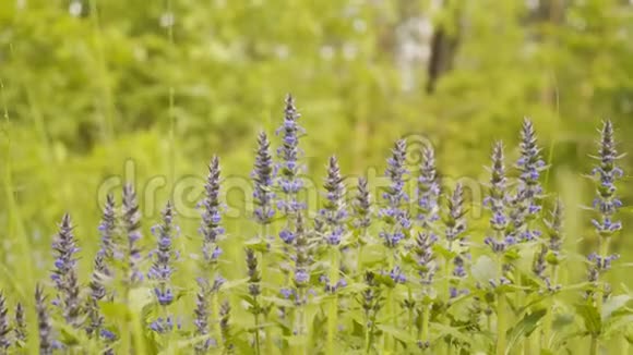 春天的蓝铃木春天盛开的蓝铃木英国古代的林地在很晚的时候视频的预览图