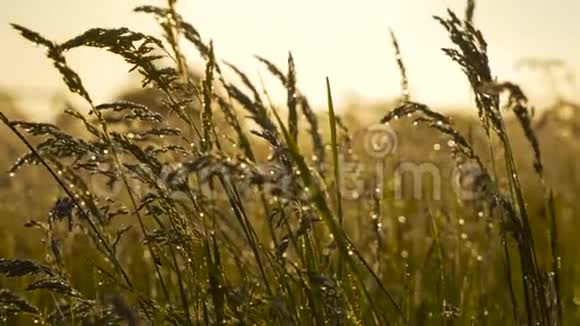 稻叶上有露水温暖的朝阳美丽的白波视频的预览图