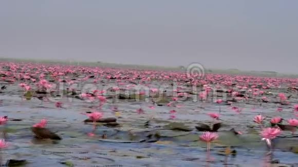 大自然粉红的水大河里的百合花视频的预览图