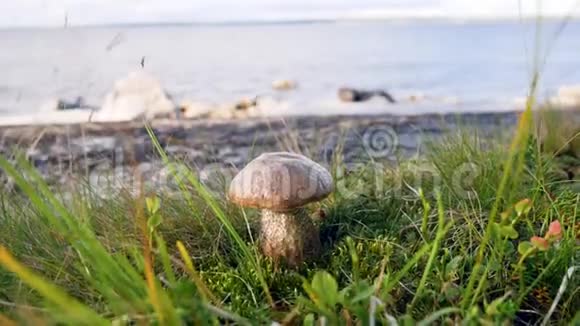 白色的蘑菇长在草地上的海滩上视频的预览图