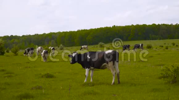 黑牛住在克里米亚4K村的绿田里视频的预览图