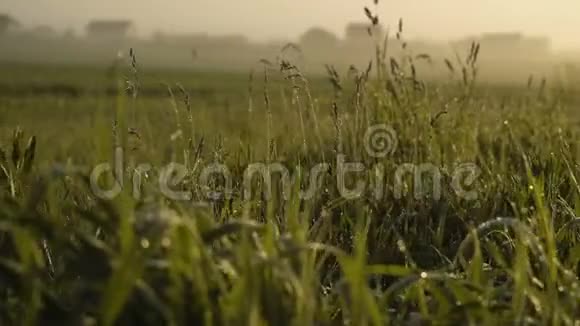 温暖的夏日阳光透过野草的田野照耀在夕阳的余晖下把草地上的花收起来五彩缤纷的大自然视频的预览图