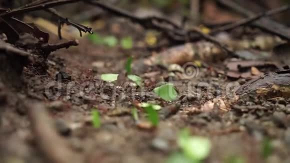 红蚂蚁在大自然中的团队合作慢动作视频的预览图