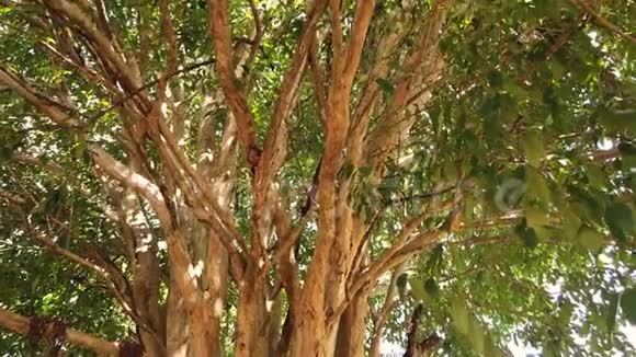 树干和绿叶在阳光明媚的夏天相机向上移动皮坦盖拉树视频的预览图