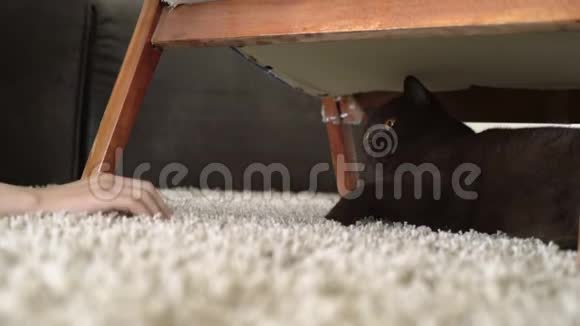 少女手挑衅棕色英国短发猫玩一只顽皮的猫看着试图抓伤手臂视频的预览图