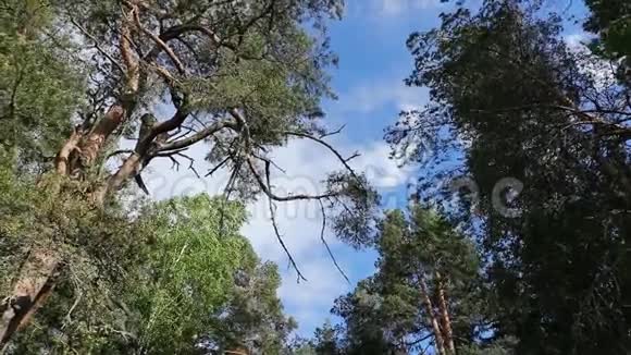 森林和高大的树木从下往上看天空视频的预览图