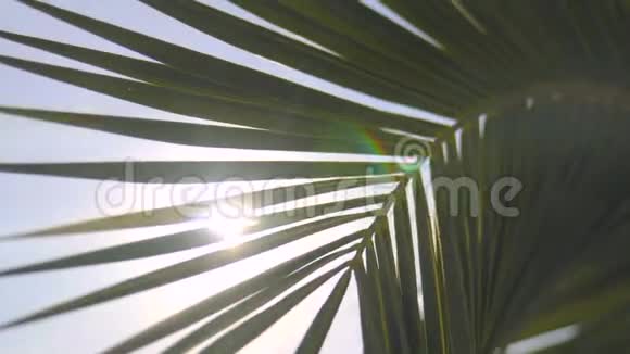 太阳光线穿过棕榈树的树枝视频的预览图