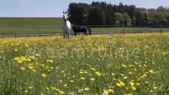 阳光明媚的一天美丽的马在围场里的田野上奔跑玩耍和放牧视频的预览图