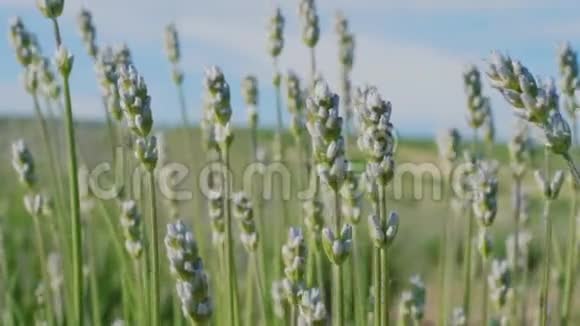 在蓝天的映衬下花园里的薰衣草花朵视频的预览图