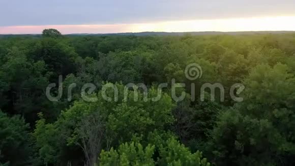 美景鸟瞰日落时的绿色落叶林视频的预览图