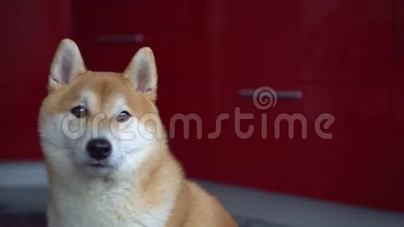 狗脸特写宠物看着相机然后转身离开BokehShibainu视频的预览图