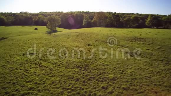 飞行在阳光明媚的法国乡村4K序列1的2在一个粗糙的牧场到森林边缘不规则的地面视频的预览图