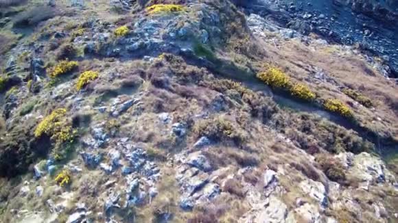 空中盘旋在悬崖和海洋在布列塔尼4K序列1的2以上的彩色荒野石楠岩石和珊瑚礁视频的预览图