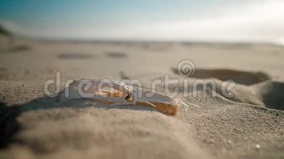 在沙漠岛的海滩上沙滩上鸟骷髅上爬虫视频的预览图