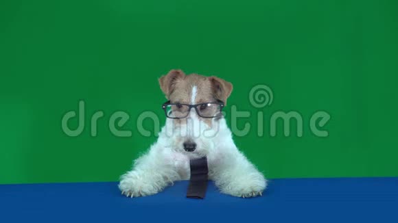 带眼镜和领带的狐狸猎犬绿色屏幕视频的预览图