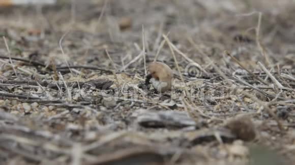 蚂蚁拖着蜗牛壳视频的预览图