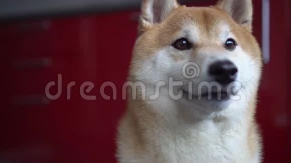 狗脸特写宠物看着相机舔鼻子BokeShibainu视频的预览图