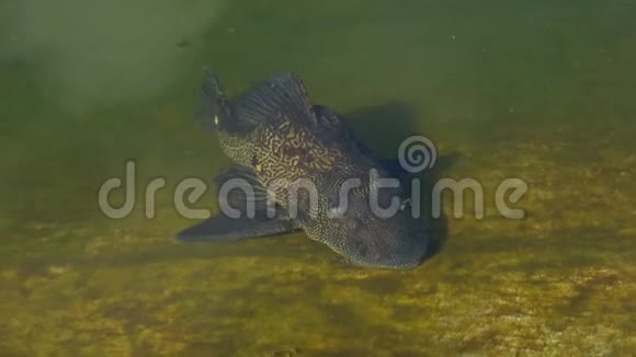 一种大型热带鱼在池塘底部吃藻类泰国视频的预览图