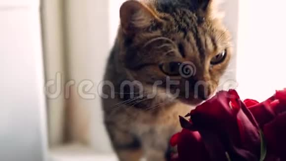 美丽的猫嗅着红玫瑰抚摸着它们特写视频的预览图