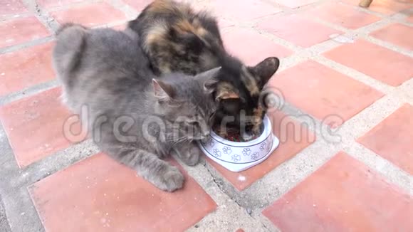 可爱的猫在家吃地板视频的预览图