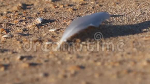 沙滩上海鸥羽毛视频的预览图