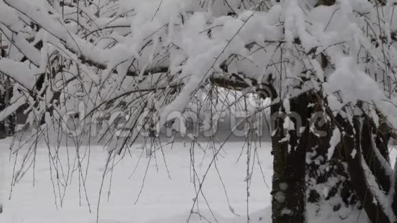 森林空地上的树枝上下着大雪视频的预览图