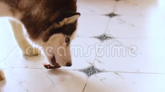 可爱的哈士奇狗在瓷砖地板上吃骨头视频的预览图
