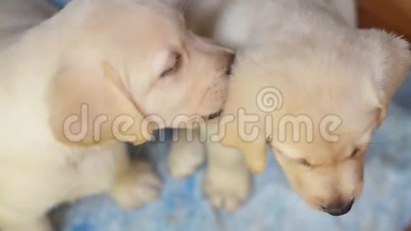 两只金色拉布拉多小狗白天躺在地板上的肖像视频的预览图