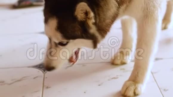 可爱的哈士奇狗在瓷砖地板上吃骨头视频的预览图