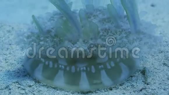坐在沙质海床上的上下水母上倾水母仙后座和仙女座视频的预览图