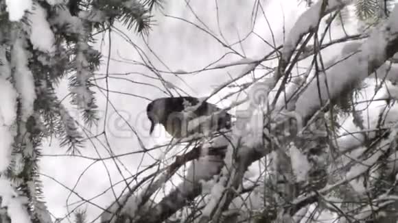 小知更鸟躲在白雪覆盖的树枝上视频的预览图