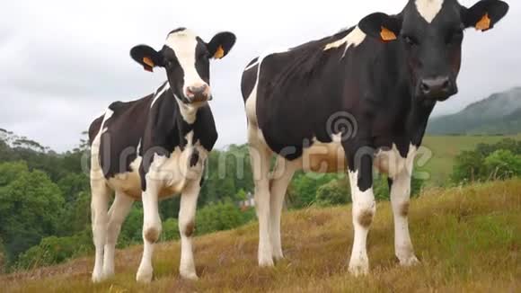 两头奶牛正在一片美丽的草地上看着摄像机那里风景如画视频的预览图