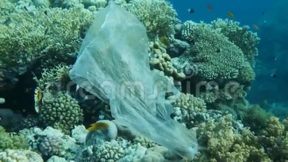 慢动作塑料袋漂流在美丽的热带珊瑚礁上一群五颜六色的鱼在附近游动视频的预览图