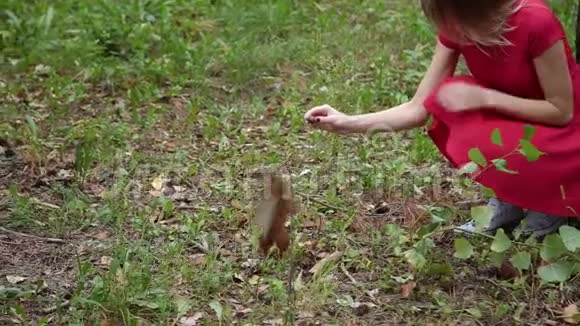 一个女孩在森林里喂松鼠视频的预览图
