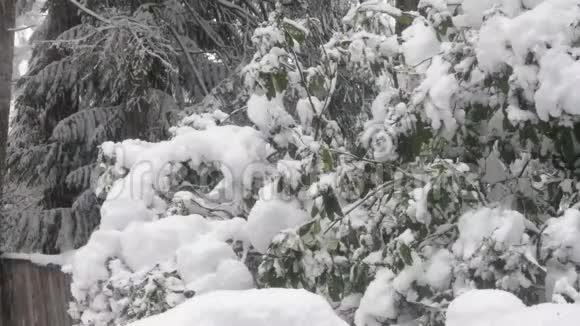 冬天华盛顿院子里的灌木丛和树上下着大雪视频的预览图