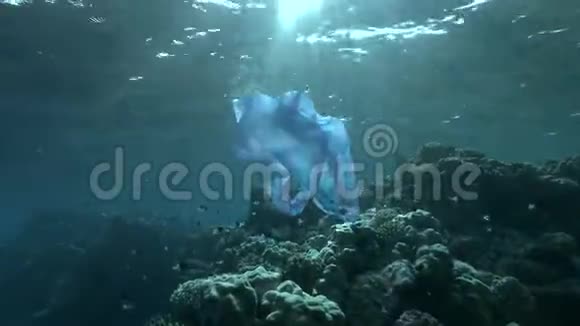 带鱼的蓝色塑料袋在阳光下的珊瑚礁背景下游泳热带鱼学校附近的塑料污染视频的预览图